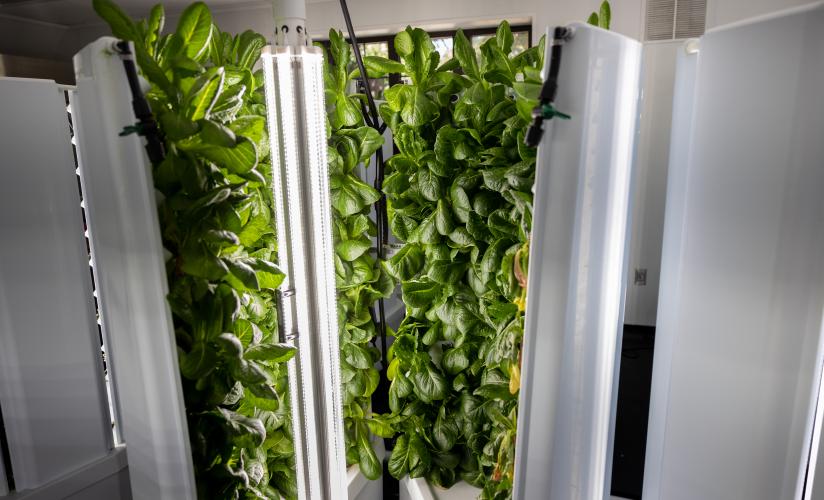 A Hydroponics Bay currently growing Lettuce in the Friedman Center's Qwok Cafe.