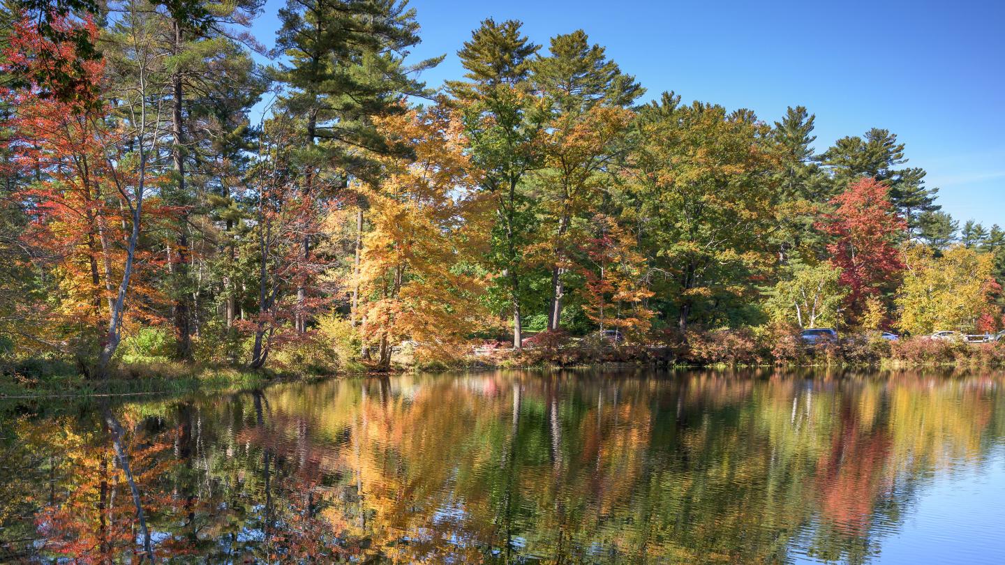 fall foliage on Turkey Pond