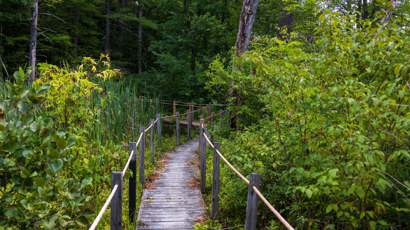 Rope bridge on trails at SPS